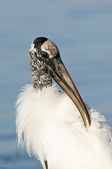 Wood Stork - Mycteria americana - wading in shallow water in Fort De Soto Park, Florida.