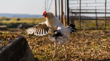 Wieś nad Narwią, Wiejski krajobraz Podlasia © podlaski49
