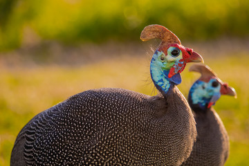 Close up of a male guineafowl in a grass meadow at sunset.