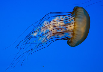 jellyfish in water
