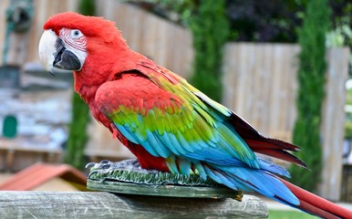 Rainbow Parrot