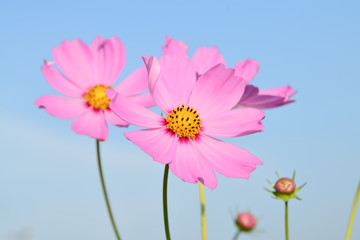 Beautiful pink cosmos flowers blooming in field