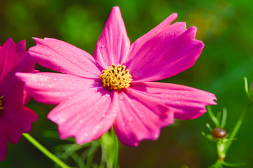 Obraz premium Beautiful pink cosmos flowers blooming in field