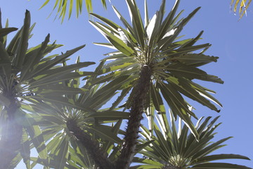 Palmas