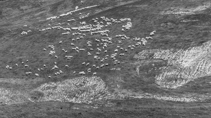 Flock of sheep in the distance teeming on a hill in black and white