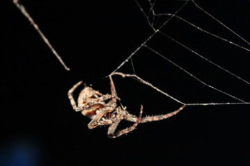 A large scary spider weaves its web on a black background. Close up spider