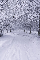 Snow alley in the forest. Winter in the park. Footprints in the snow