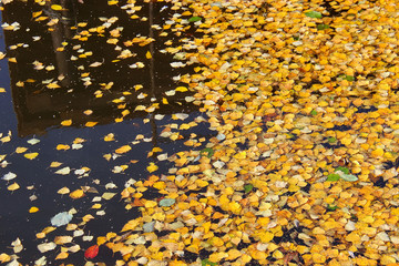 Yellow autumn leaves of trees on a blue surface of the water. Beautiful background. Water texture. Place for text. Copy space