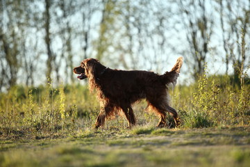 Hunting Irish Setter dog running on field