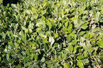 Buxus microphylla green leaves background