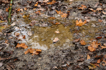 Yellow autumn leaves lie in a puddle in the forest