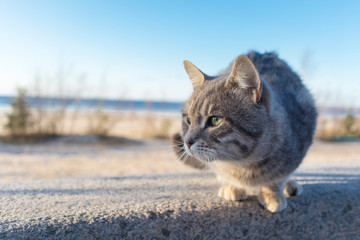 Homeless beautiful cat on the street, on the beach. Close up portrait of cute little gray stray kitten in the sunny day.
