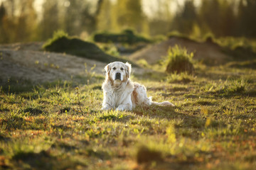 Golden Retriever dog lying on spring field