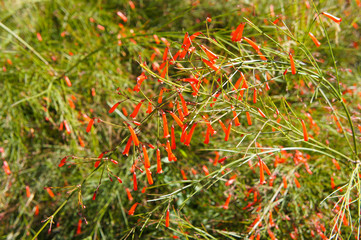 Naklejka na ściany i meble Shrub of russelia equisetiformis or firecracker green plant with red flowers