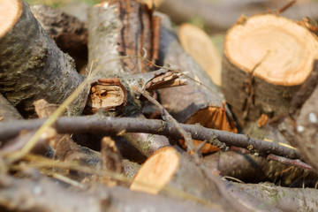 Wooden sawmill tree. Cutting wood. Paper industry 