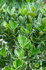 Euonymus japonicus or japanese euonymus green shrub vertical 