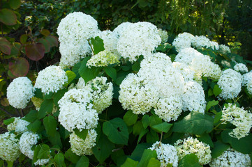 Srub of hydrangea paniculata silver dollar white flowers - obrazy, fototapety, plakaty