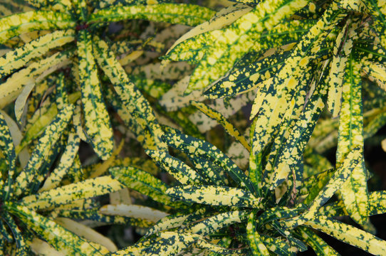Pictum spot croton  or codiaeum variegatum green plant background 
