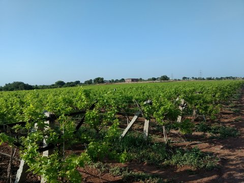 grapes farming