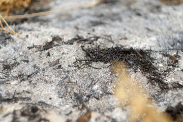 Wooden texture. Wood cut. sawmill