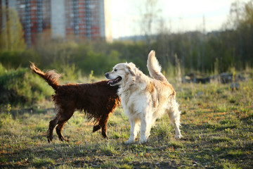 Dogs standing on field and smelling each other