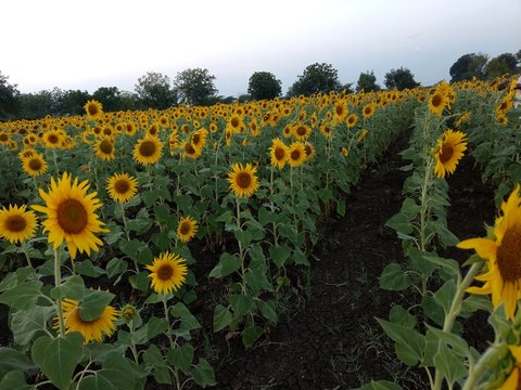 sunflower farming