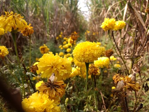 marigold