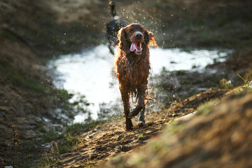 Playful dogs running on muddy puddle at countryside