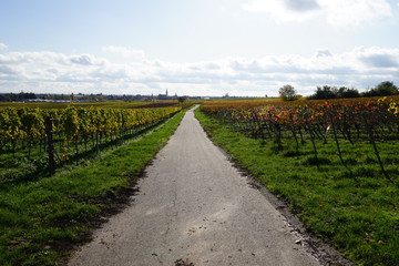 Fototapeta na wymiar Wanderweg in den Weinbergen der Südlichen Weinstrasse mit Panoramablick auf Edesheim in der Pfalz