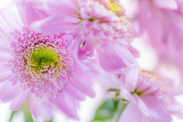 Wet chrysanthemum macro photo