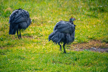 Two wet guineadowl birds walking in a rainy grass meadow.