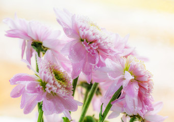 Wet chrysanthemum macro photo