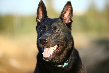 Black shepherd dog with collar at countryside