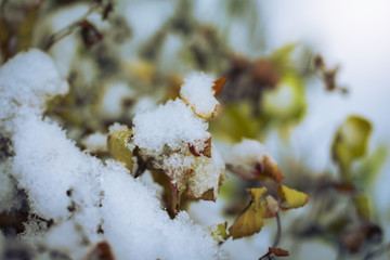 Dry plant covered with snow