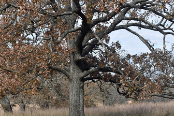 Autumn Foliage