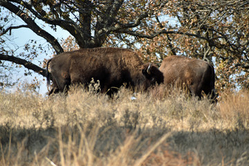 Buffalo Close Up