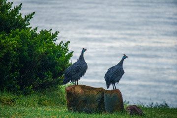 Two wet guineafowl birds on a rock looking for danger with the ocean in the background.