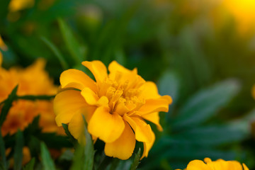 Flowering marigolds close-up.
