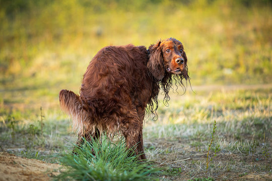 Irish Setter dog poops on grass tuft on field - Powered by Adobe