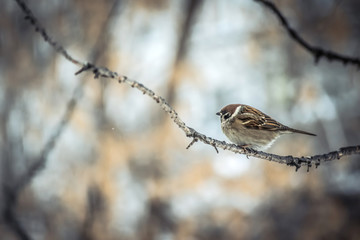 sparrow sitting on a tree branch.