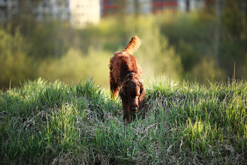Irish Setter dog on spring field searching for prey