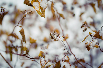 Dry plant covered with snow