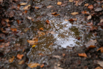 Autumn. Autumn forest reflected in a puddle.