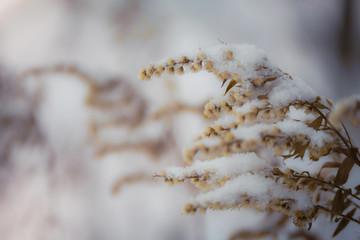 Dry plant covered with snow