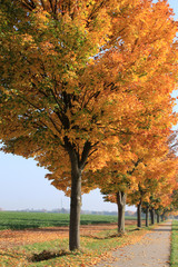 Naklejka premium Ahornbäume mit Herbstblättern an einer Landstraße
