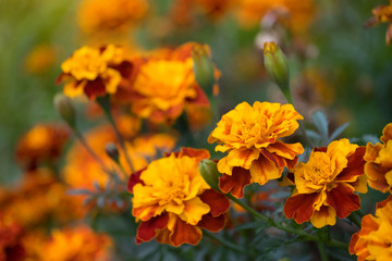 Flowering marigolds close-up.