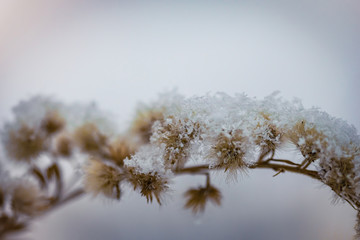 Dry plant covered with snow
