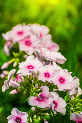 Fototapeta premium Pink phlox flower close up.