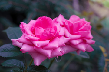 Rose flower close up on a green blurred background.
