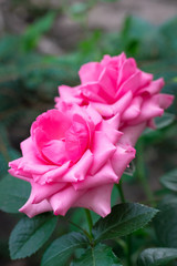 Pink rose flower on a blur background.
